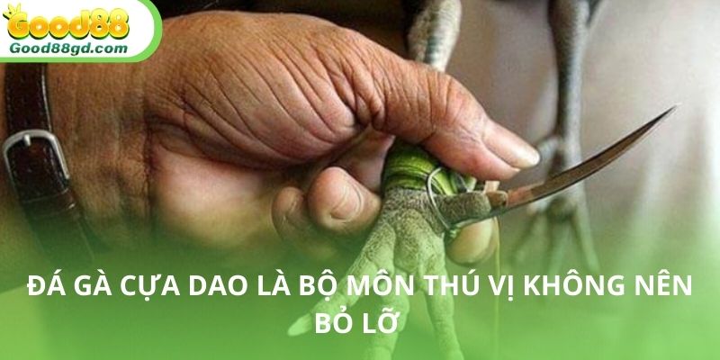 Thông tin chung và khái quát về đá gà cựa dao