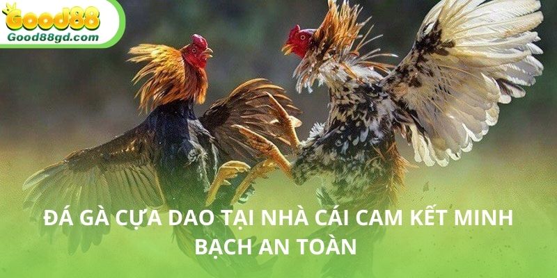 Lợi thế vượt trội của dá gà cựa dao tại nhà cái Good88