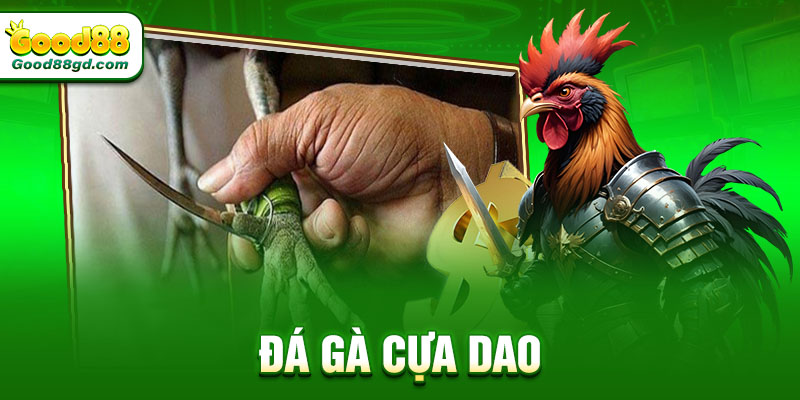 Đá gà cựa dao