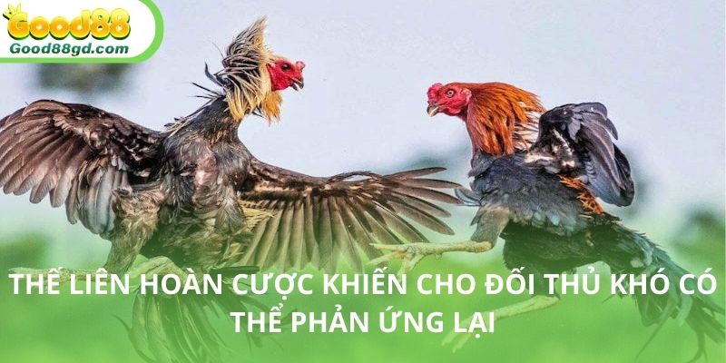 Tổng hợp những tư thế đánh phổ biến của đá gà đòn độc