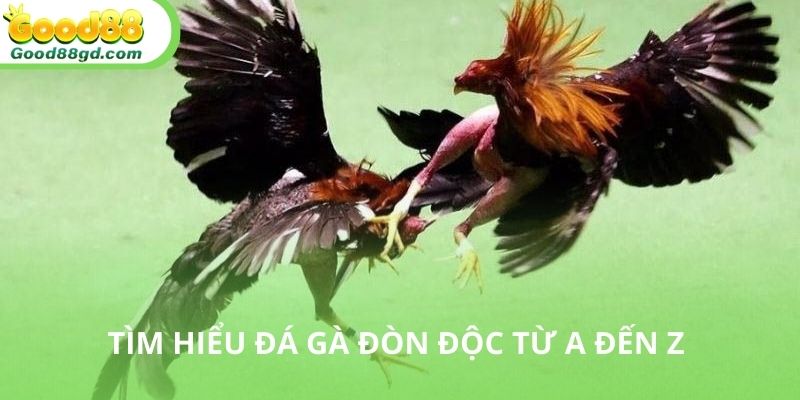 Tim hiểu thông tin vè đá gà đòn độc